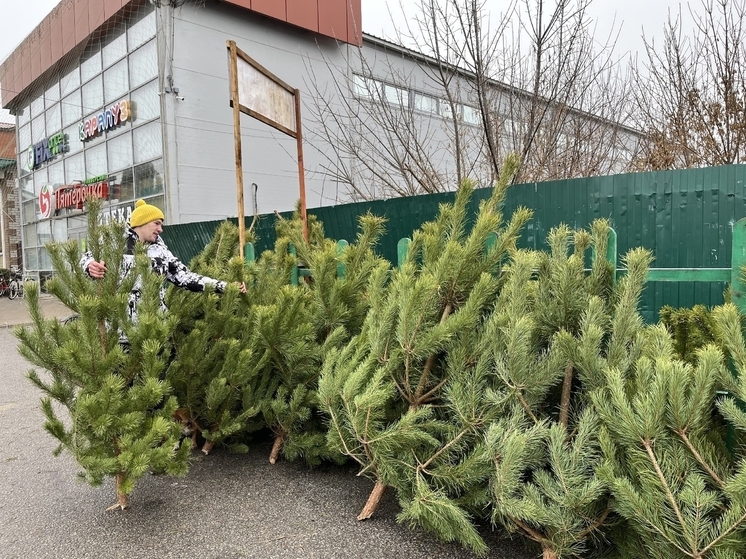 В Красной Яруге открылся елочный базар