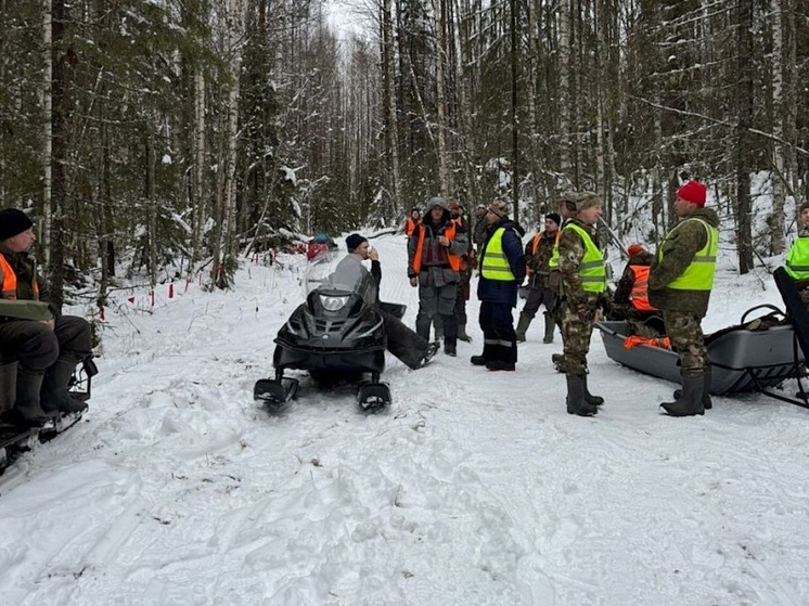 В Поморье провели отстрел стаи волков для защиты населения