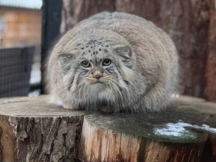 В Ленинградском зоопарке 31 декабря птиц спрячут от салютов, а хищникам подарят елки