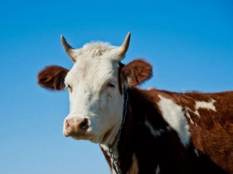 В Волгоградской области выявили два очага лейкоза КРС