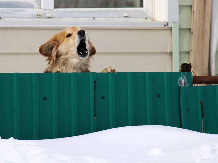 В Омске ужесточат ограничения на выпуск собак из приюта