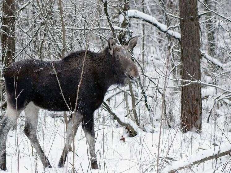 Лось погиб под грузовым поездом в Кемском районе