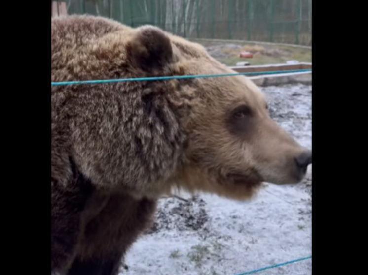 Медвежья бессонница: Манюня из Белгородского зоопарка не впала в спячку
