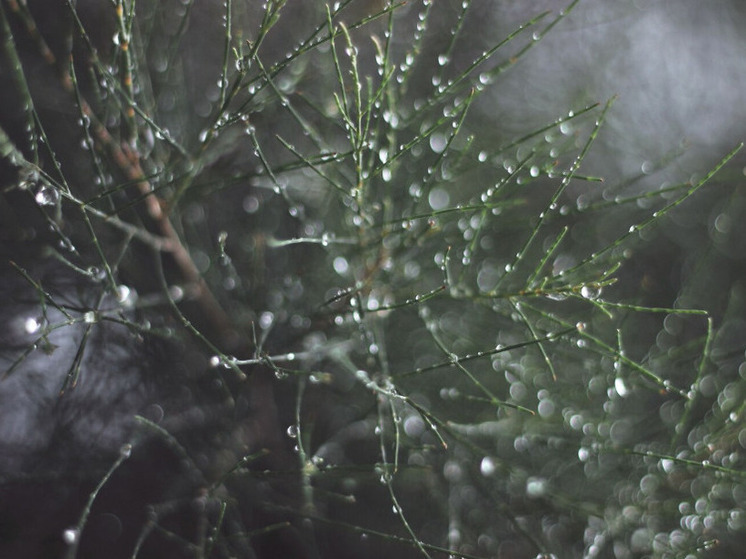 Дождь и 4 градуса тепла прогнозируют в Херсонской области 24 декабря