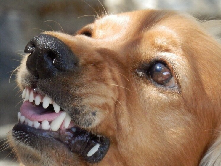 Ещё в одной точке Нижегородской области ввели карантин по бешенству