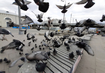 Обратный эффект неожиданно возымел отпугиватель для птиц, установленный в вестибюле станции метро «Щукинская»