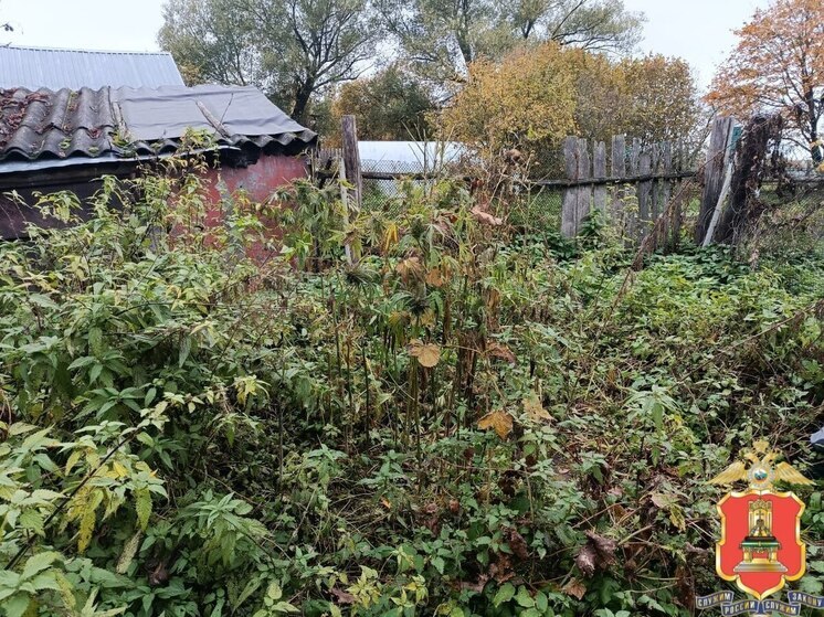 Мужчина из Тверской области разбил у себя на участке сад из дурман-травы