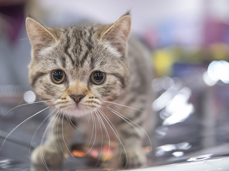 Ветврачи спасли котенка, у которого отсутствовала брюшная стенка