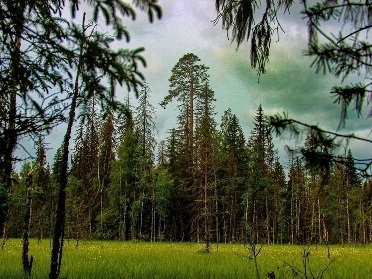 В Тульской области на расчистку дорог от деревьев в новом году потратят 80 млн рублей