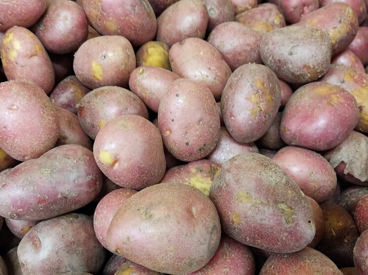 Новгородчина произвела более 700 тысяч штук мини-клубней картофеля в 2025 году
