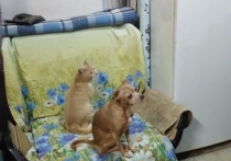 В бюджете города Орла не осталось средств на отлов бездомных животных