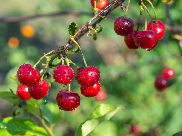 В Челябинской области вырос урожай овощей, плодов и ягод
