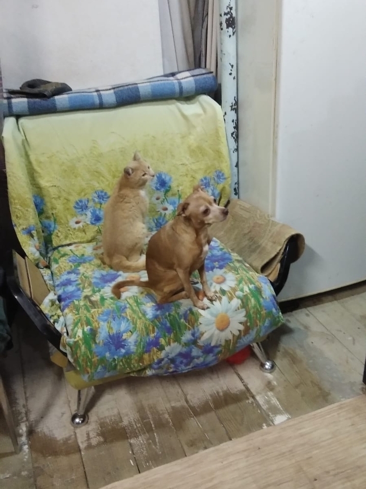 В бюджете города Орла не осталось средств на отлов бездомных животных