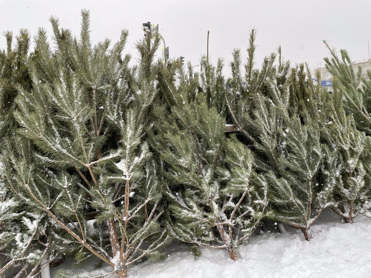 Рязанцев призвали не верить в миф о клещах на новогодних ёлках