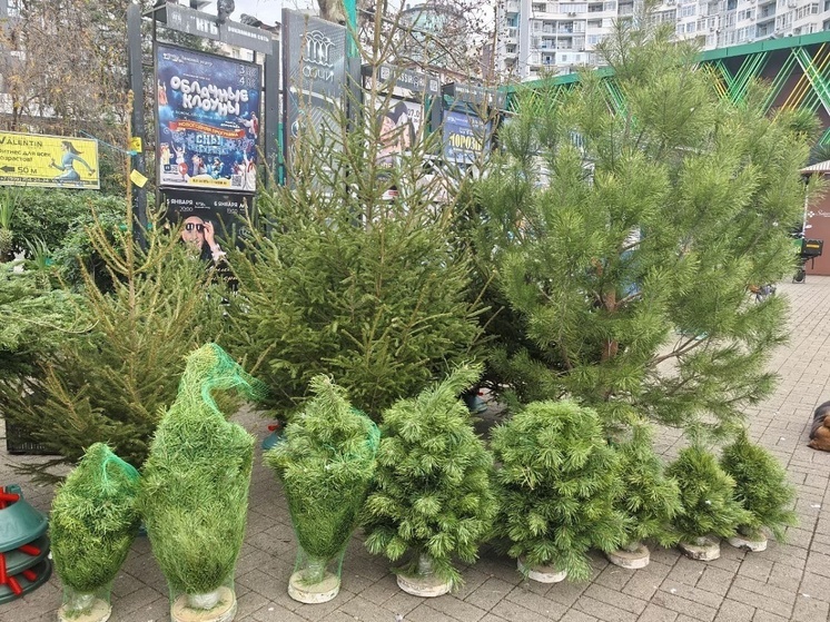 В Сочи определены 34 места для размещения ёлочных базаров