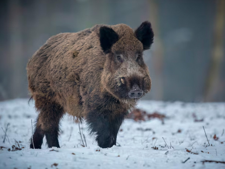 Липецкий браконьер заплатит за свои преступные деяния