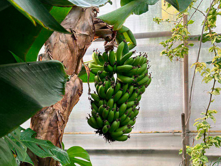 Липчан приглашают в «Зеленхоз» на новогодние праздники