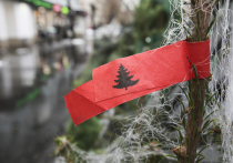 Ещё совсем недавно это была проблема осени и лета — лесные клещи, которые нещадно кусали бродящих по лесу грибников, да и просто любителей дикой природы