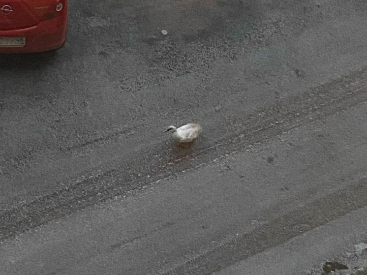 Пернатая беглянка привлекла внимание липчан