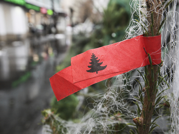 Новогодняя ель может стать источником опасных клещей