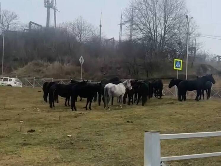 В Кисловодске табун из 20 лошадей снова отправили на штрафстоянку