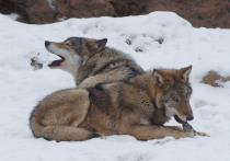 По сети сейчас расходится сатирическая рождественская песенка от имени европейцев, которая крутится вокруг главного посыла — во всем виноват Путин