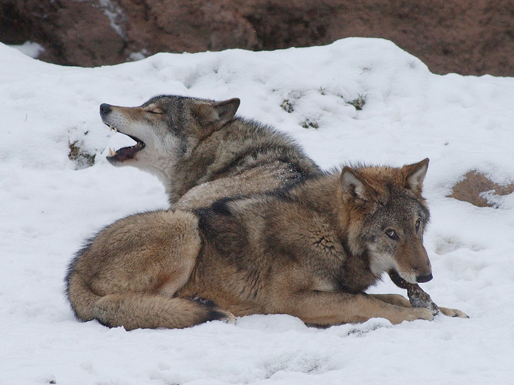 Волков бояться, оленей не разводить
