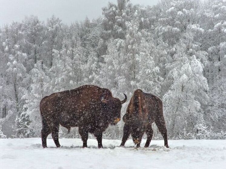 В Орловском полесье 26 декабря откроется выставка о жизни зубров