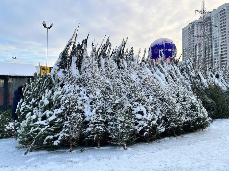 «Я ему мозги пудрю»: продавец ёлок в Петербурге рассказал о «гипнозе» клиентов