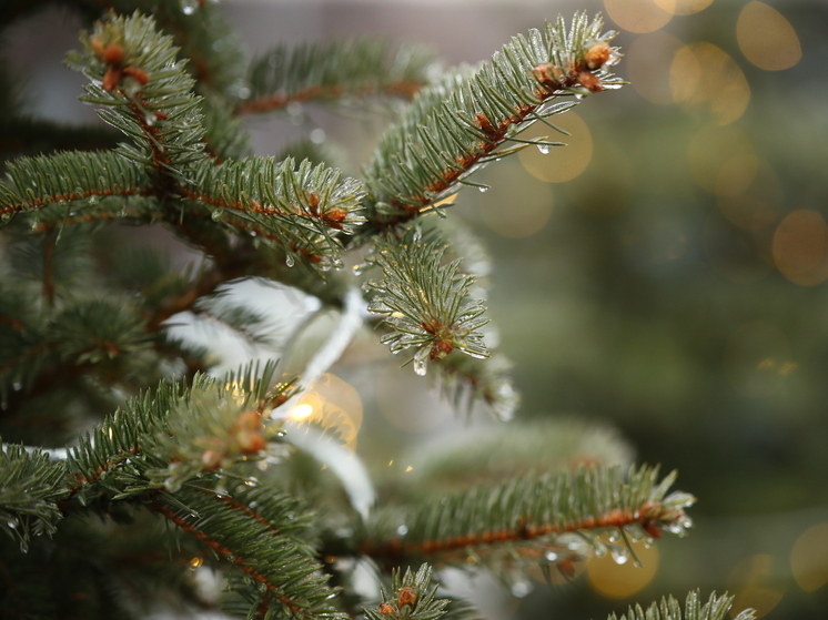 Мошенники заманивают волгоградцев дешевыми икрой и елями перед Новым годом