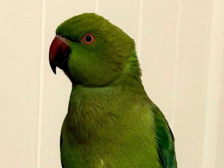 Липецкие спасатели вызволили пернатого друга из ванной