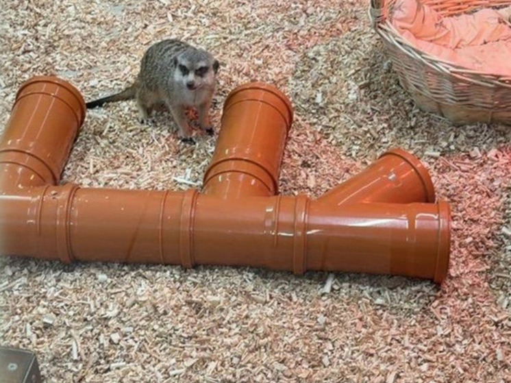 Еноты и многие другие легализовались в Калининграде