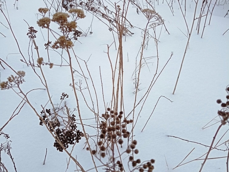 Сила магнитной бури 24 декабря составит 3 балла: удачный день для любой деятельности