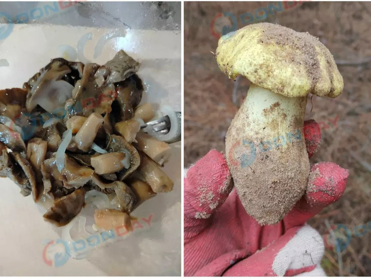 Грибники Ростовской области рассказали в соцсетях о идеальном рецепте маринования подзеленки