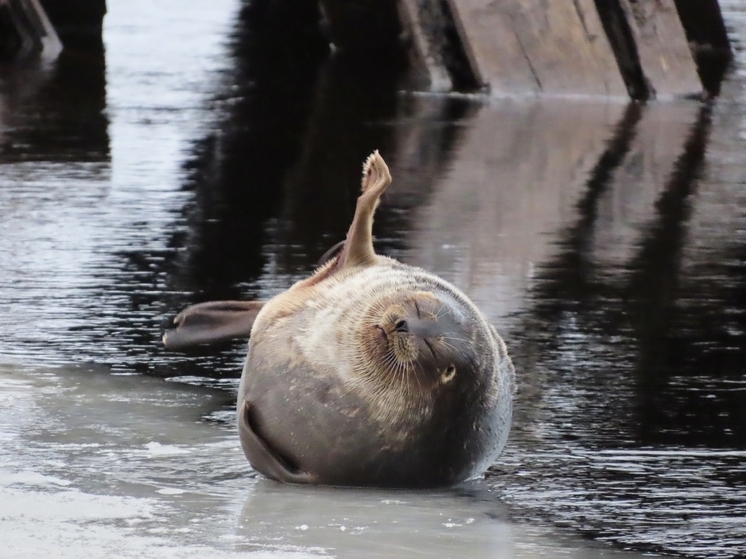 Житель Беломорска организовал фотосессию для морского тюленя