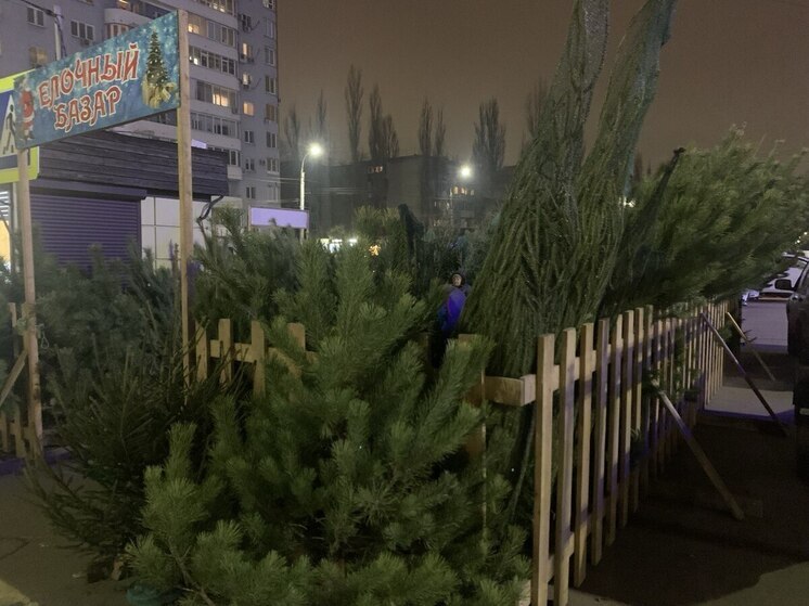 Воронежцев напугали нападением хвойных клещей с новогодних елок