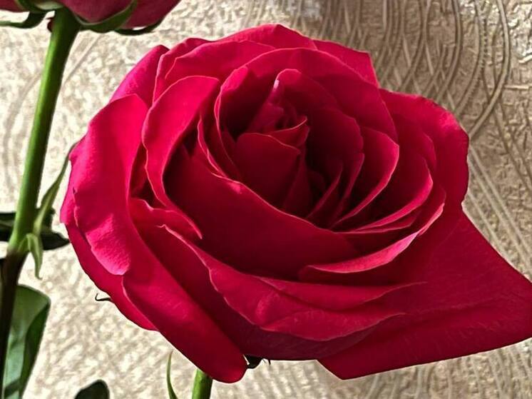 Орская пара украла цветы из киоска трижды за ночь и получила исправительные работы