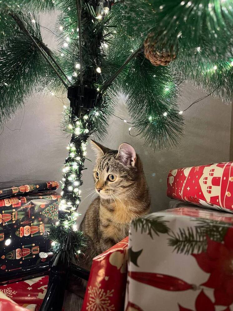 Томичи показали, как наряжают ёлки к Новому году