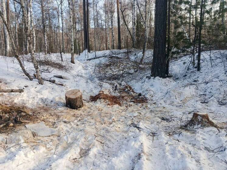 В Бичурском районе Бурятии задержали черного лесоруба