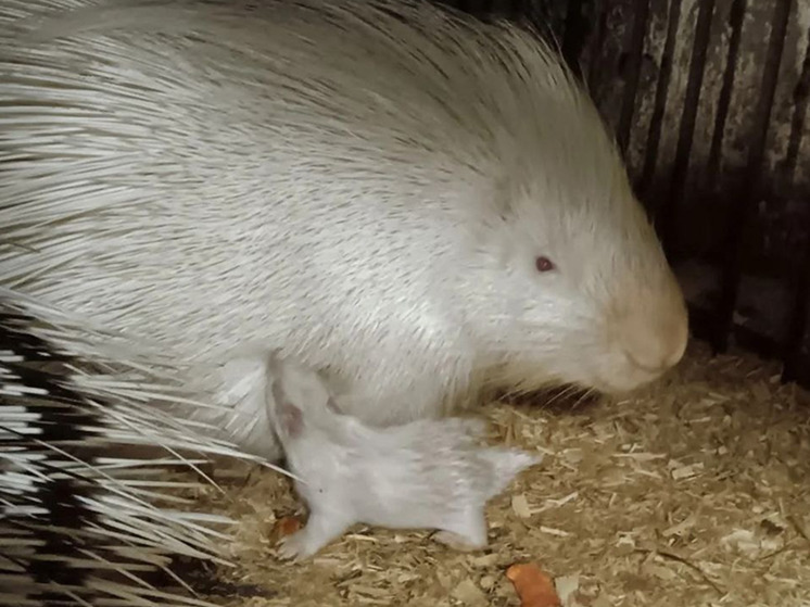 В семействе дикобразов из Барнаульского зоопарка родились малыши