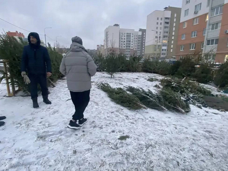 В Саратове выявлены нелегальные елочные базары