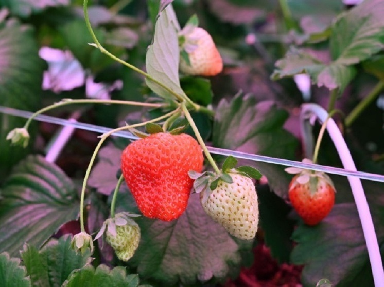 В Ивановской области выросло круглогодичное производство клубники