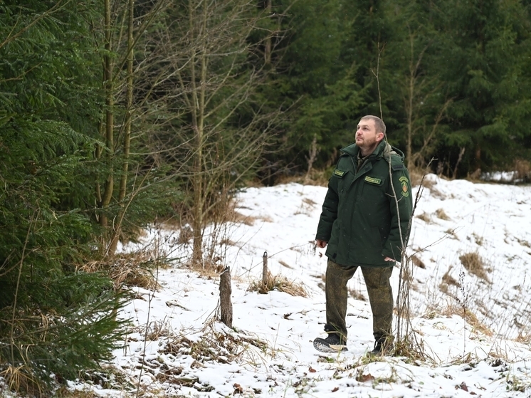 В Серпухове усилили охрану хвойных молодняков