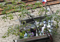 Представьте, что вы начинаете утро не с чашки кофе у компьютера, а с легкого полива ярких цветов и сочной зелени, протягивающейся к солнцу прямо за окном вашей городской квартиры