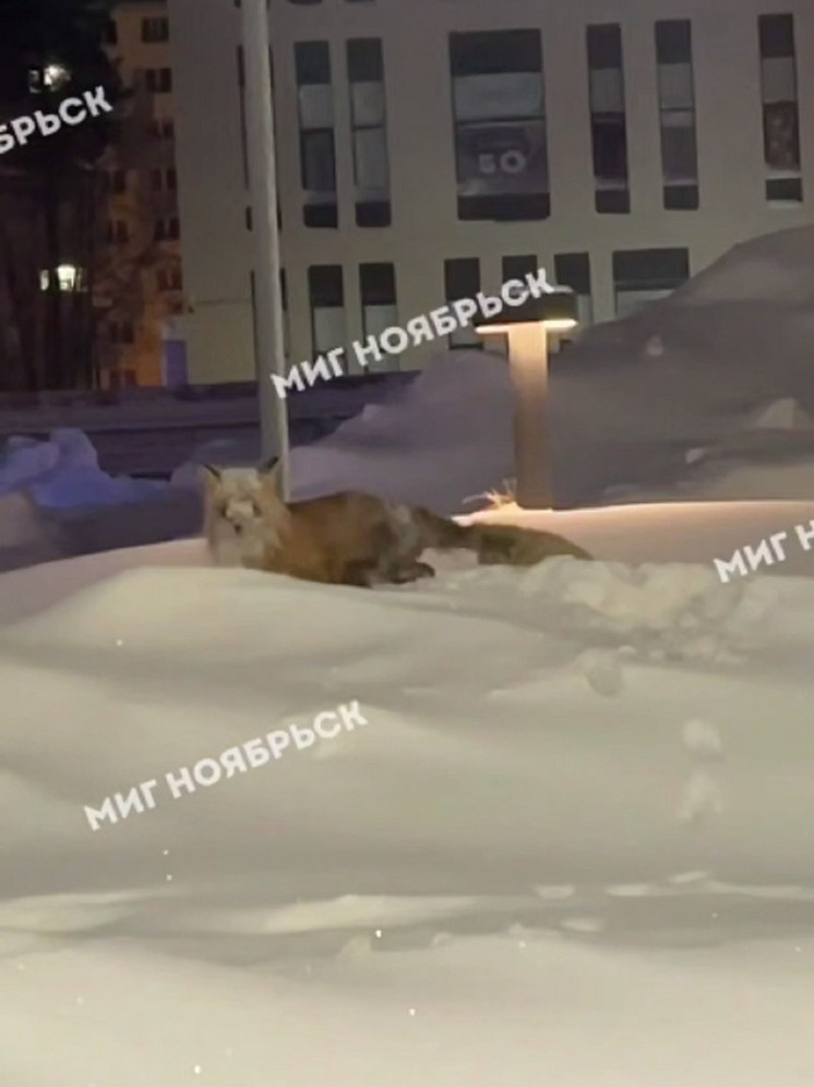 Лиса ныряла в сугробы Ноябрьска в поисках вкусняшек