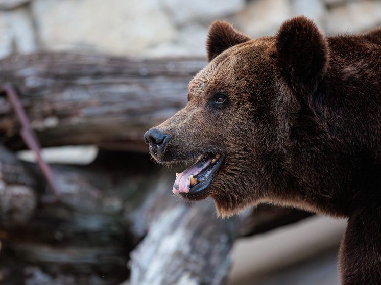В Хабаровском крае по дворам ходит крупный хищник, оставляя кровавый след на снегу