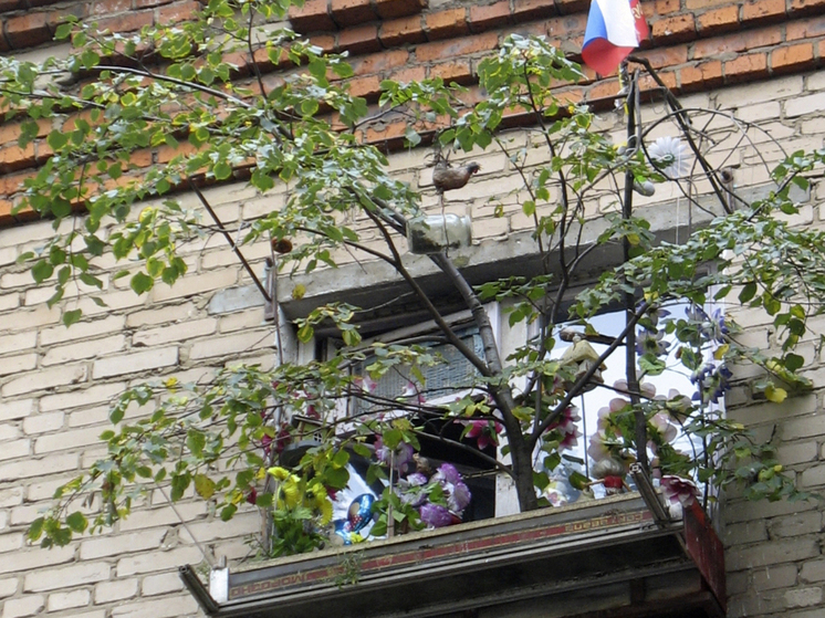 Сад на балконе: что можно вырастить в городе и как это преобразит вашу жизнь