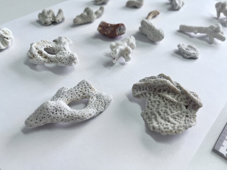 Житель Барнаула привез из Вьетнама 16 кораллов и стал фигурантом дела