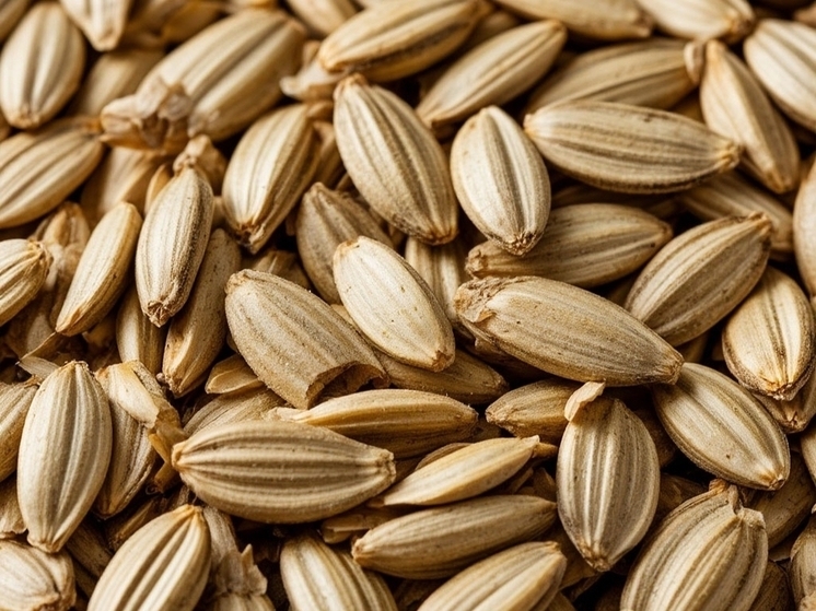 В Ростовской области вновь обнаружили амброзию в партии подсолнечника