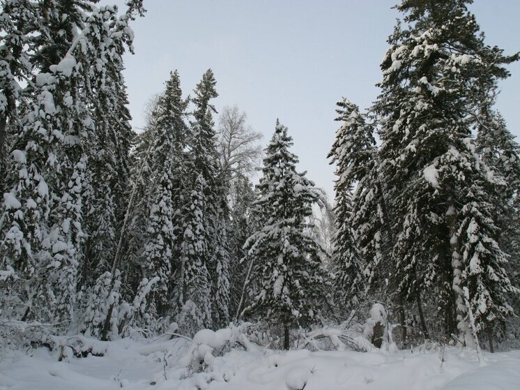 В преддверии Нового года в Томской области усилены патрули для защиты елей
